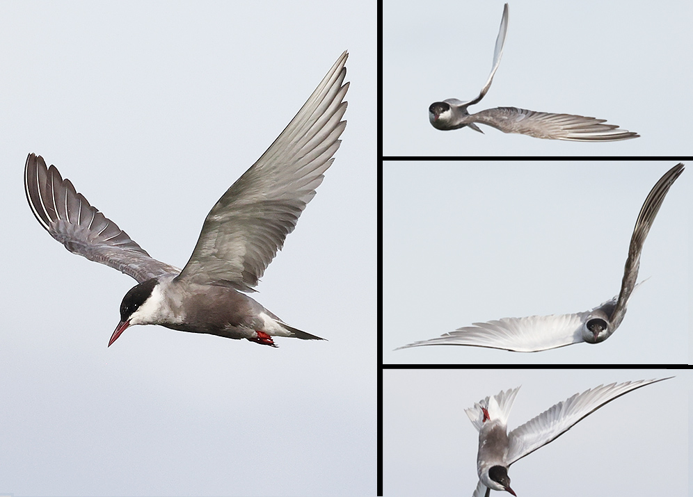 Whiskered Tern
